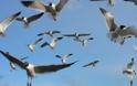 Η κλιματική αλλαγή «συρρικνώνει» τα ωδικά πτηνά;