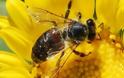 Πώς προσανατολίζονται οι μέλισσες;