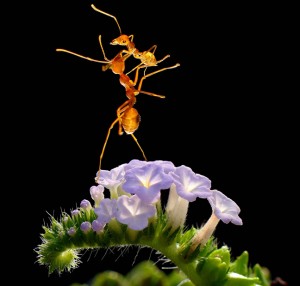 Χορευτικές φιγούρες από… μυρμήγκια - Φωτογραφία 1