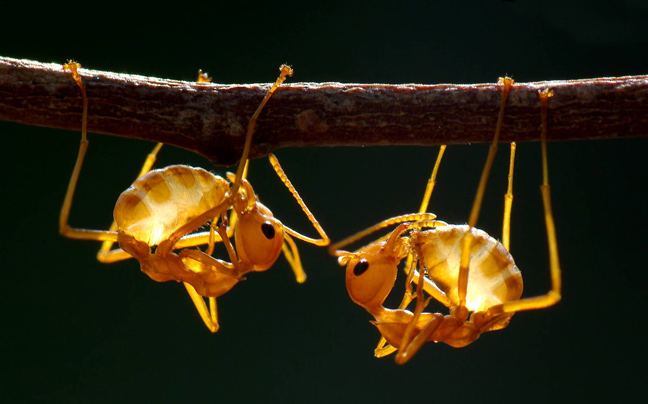 Χορευτικές φιγούρες από… μυρμήγκια - Φωτογραφία 2