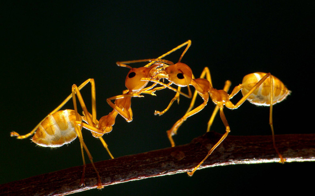 Χορευτικές φιγούρες από… μυρμήγκια - Φωτογραφία 3