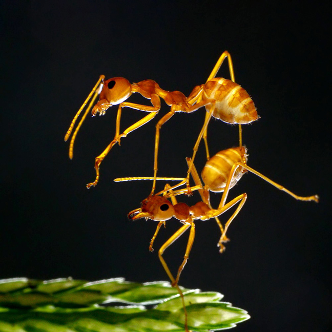 Χορευτικές φιγούρες από… μυρμήγκια - Φωτογραφία 4