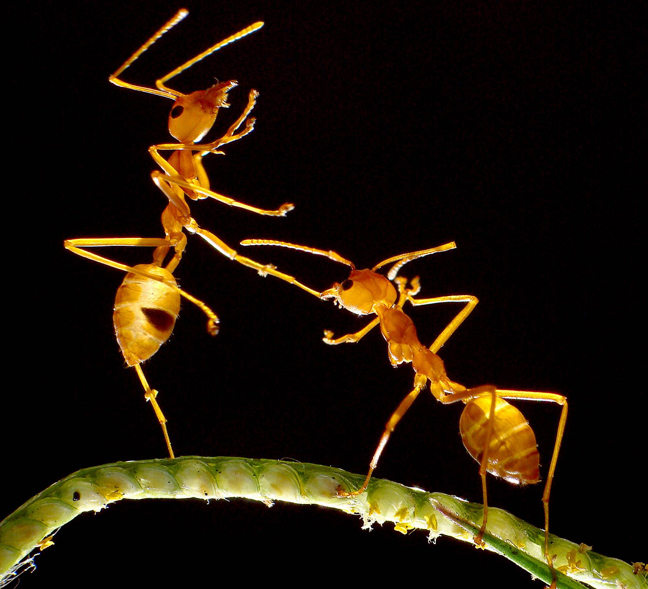 Χορευτικές φιγούρες από… μυρμήγκια - Φωτογραφία 5