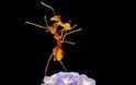Χορευτικές φιγούρες από… μυρμήγκια - Φωτογραφία 1