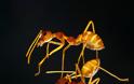 Χορευτικές φιγούρες από… μυρμήγκια - Φωτογραφία 4