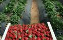 Στα περσινά επίπεδα οι καλλιεργήσιμες εκτάσεις φράουλας