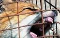 Ανακοίνωση σοκ: Φόβος για κρούσματα λύσσας στα Μεσόγεια!