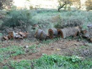 Δυτική Ελλάδα: Ολόκληρα... δάση καταλήγουν στα τζάκια των πόλεων - Φωτογραφία 2