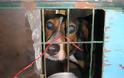 Διαμαρτυρία αναγνώστη για φυλακισμένο κυνηγόσκυλο σε τρέιλερ