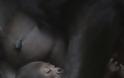 Τρυφερή αγκαλιά για το νεογέννητο γορίλα - Φωτογραφία 6