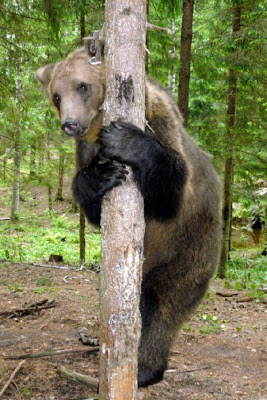Γυναίκα μεγαλώνει αρκουδάκι σαν μέλος της οικογένειας! - Φωτογραφία 10