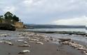 Χιλιάδες νεκρά γιγάντια καλαμάρια ξεβράστηκαν στις ακτές της Καλιφόρνια - Φωτογραφία 1