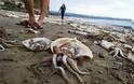 Χιλιάδες νεκρά γιγάντια καλαμάρια ξεβράστηκαν στις ακτές της Καλιφόρνια - Φωτογραφία 2