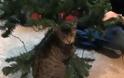 Πώς «στολίζει» ο γάτος Oscar το χριστουγεννιάτικο δέντρο; [video]