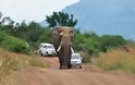 Ξαφνικά οι δρόμοι της βόρειας Ινδίας γέμισαν ελέφαντες