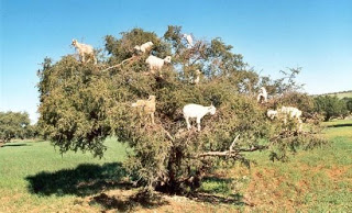 Κατσίκες πάνω σε δέντρα! - Φωτογραφία 1
