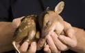 Γλυκύτατα νεογέννητα ζώα του 2012 που θα… κάψουν καρδιές! - Φωτογραφία 7
