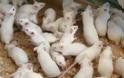 Απίστευτο! 'Εκλεψαν 4.000 λευκά ποντίκια