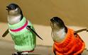 Μωρά -πιγκουίνοι... ντυμένα με πουλόβερ! - Φωτογραφία 2