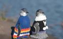 Μωρά -πιγκουίνοι... ντυμένα με πουλόβερ! - Φωτογραφία 3
