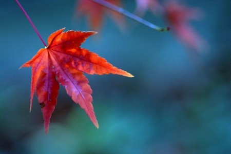 Γιατί κοκκινίζουν τα φύλλα το φθινόπωρο; - Φωτογραφία 1