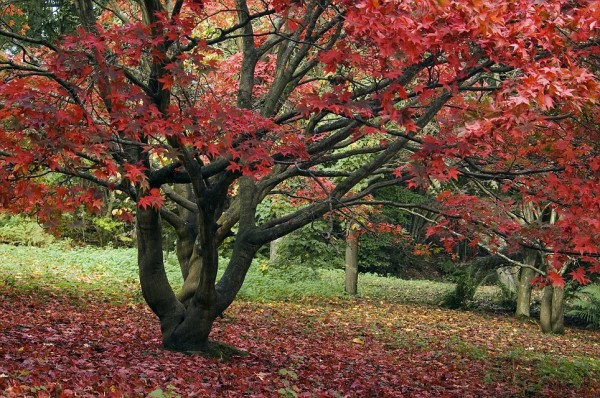 Γιατί κοκκινίζουν τα φύλλα το φθινόπωρο; - Φωτογραφία 4