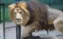 Γενετικά σπάνιο πληθυσμό λιονταριών εντόπισαν οι επιστήμονες