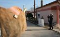 Το έθιμο της καμήλας στον Άρζο Τριγώνου Ορεστιάδας - Φωτογραφία 12