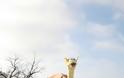 Το έθιμο της καμήλας στον Άρζο Τριγώνου Ορεστιάδας - Φωτογραφία 18