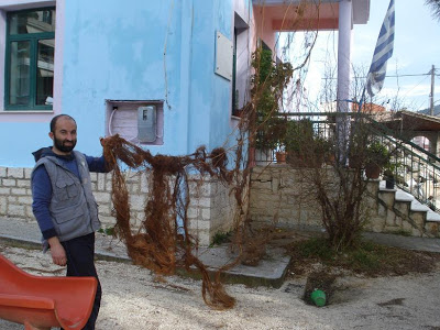 Στη ταράτσα του Νηπιαγωγείου Αστακού φύτρωσε μια συκιά με τις μεγαλύτερες ρίζες στο κόσμο! - Φωτογραφία 2