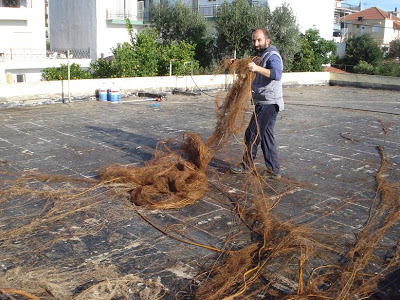 Στη ταράτσα του Νηπιαγωγείου Αστακού φύτρωσε μια συκιά με τις μεγαλύτερες ρίζες στο κόσμο! - Φωτογραφία 5