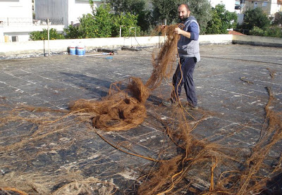 Στην ταράτσα του Νηπιαγωγείου Αστακού φύτρωσε συκιά! - Φωτογραφία 2