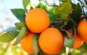 Τα διατροφικά οφέλη του πορτοκαλιού