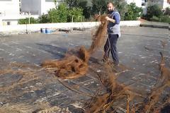 Η συκιά με τις μεγαλύτερες ρίζες στο κόσμο!
