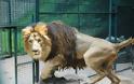 Εντοπίστηκαν γενετικά σπάνια λιοντάρια