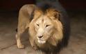 Εντοπίστηκαν γενετικά σπάνια λιοντάρια - Φωτογραφία 2