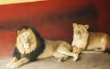 Εντοπίστηκαν γενετικά σπάνια λιοντάρια - Φωτογραφία 3