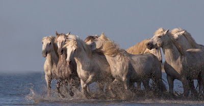 Λευκά άλογα στις όχθες της θάλασσας - Φωτογραφία 3