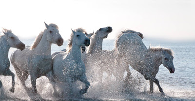 Λευκά άλογα στις όχθες της θάλασσας - Φωτογραφία 7