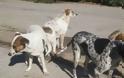 Αδέσποτα σκυλιά επιτίθενται μανιασμένα σε περαστικούς στη Βέροια
