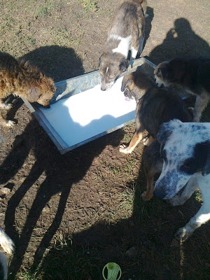 Χωρίς τροφή εδώ και μέρες τα σκυλιά στο Δημοτικό Καταφύγιο Ζώων Κοζάνης - Φωτογραφία 2