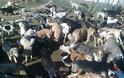 Χωρίς τροφή εδώ και μέρες τα σκυλιά στο Δημοτικό Καταφύγιο Ζώων Κοζάνης - Φωτογραφία 1