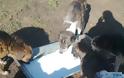 Χωρίς τροφή εδώ και μέρες τα σκυλιά στο Δημοτικό Καταφύγιο Ζώων Κοζάνης - Φωτογραφία 2