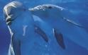 Τα δελφίνια θηρεύουν ψάρια που κρύβονται σε όστρακα