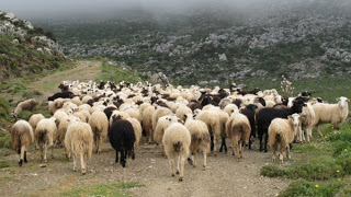Βρέθηκαν στην κατοχή του πρόβατα που δεν έπρεπε να έχει! - Φωτογραφία 1