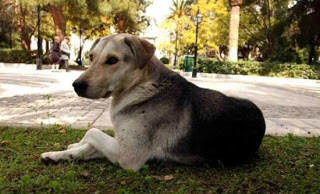 Αδέσποτος σκύλος βοήθησε στην εξάρθρωση κυκλώματος ναρκωτικών - Φωτογραφία 1