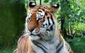Ανακάμπτουν οι τίγρεις σε αρκετές ασιατικές χώρες