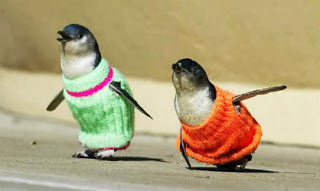 Φιλόζωοι προσέφεραν 44.000 πουλόβερ για τους πιγκουίνους - Φωτογραφία 1