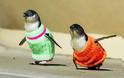 Φιλόζωοι προσέφεραν 44.000 πουλόβερ για τους πιγκουίνους