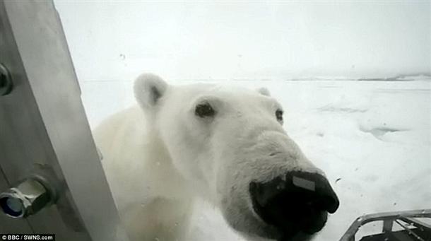 Τρομακτικό: Να πως είναι να σε κατασπαράζει μια πολική αρκούδα - Φωτογραφία 3